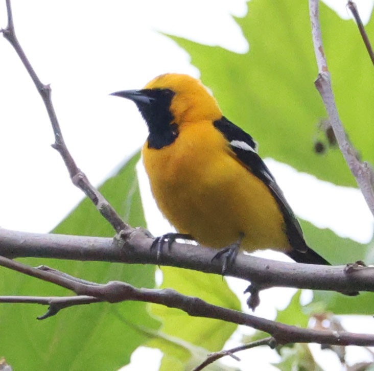Hooded Oriole - Diane Etchison
