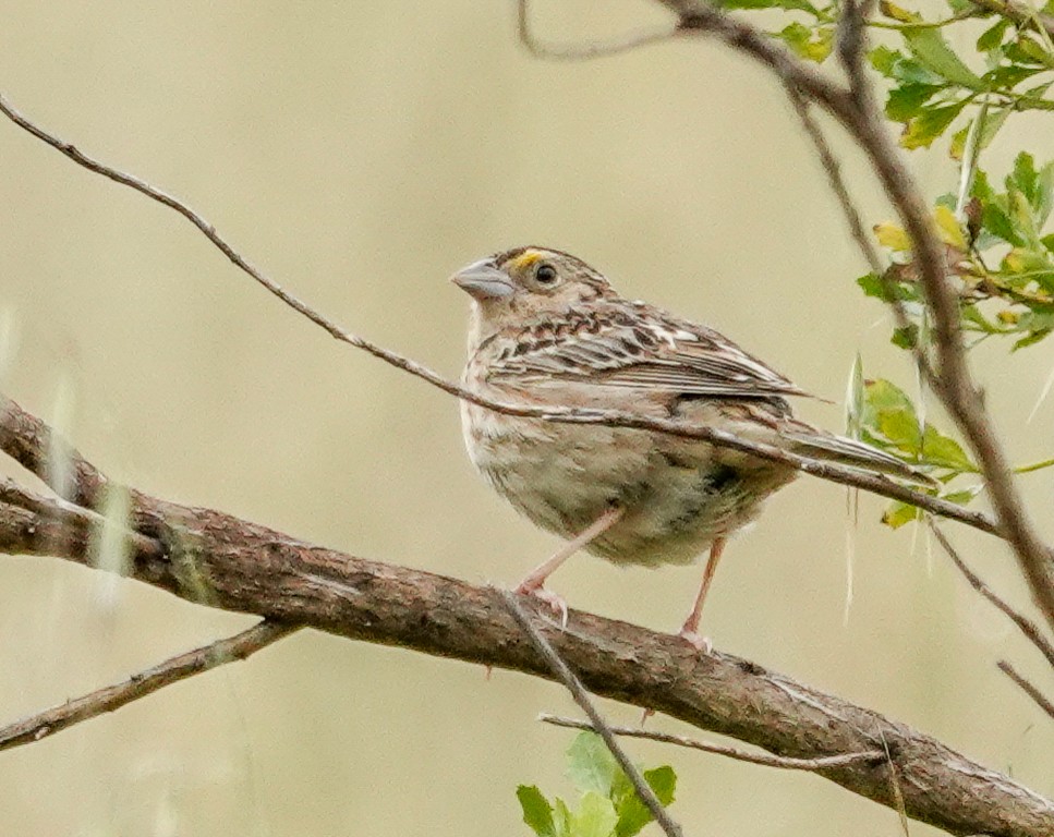 Grasshopper Sparrow - ML619860025