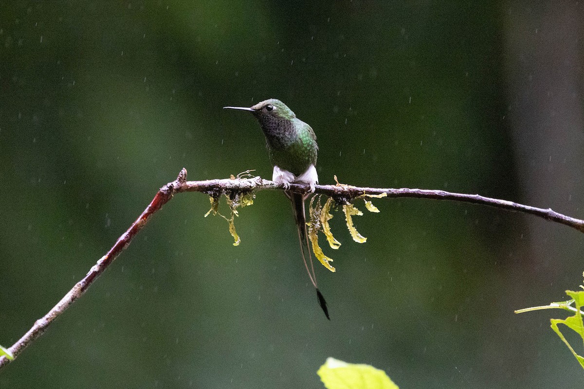 White-booted Racket-tail - ML619860040