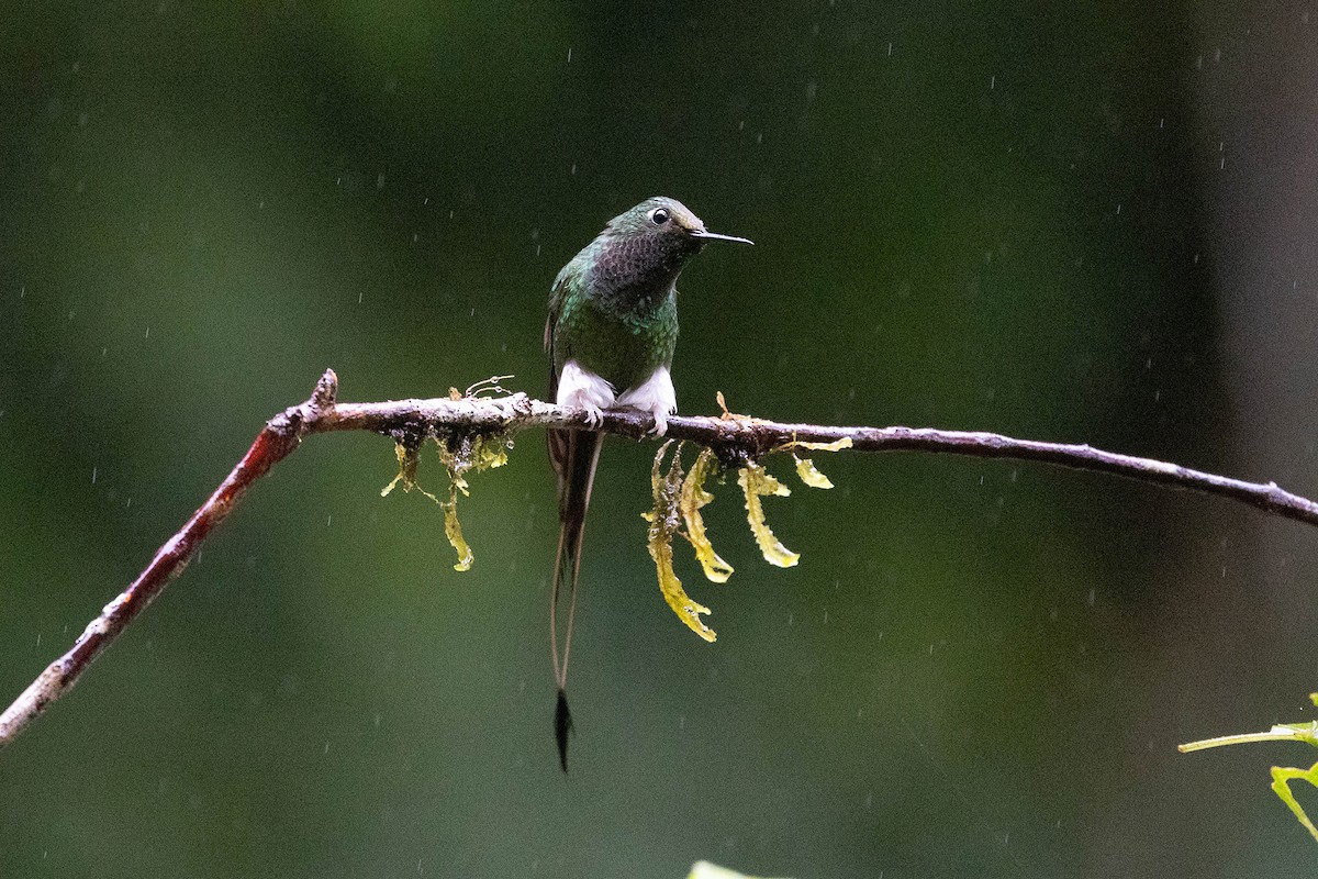 White-booted Racket-tail - ML619860041