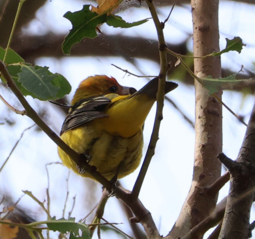 Western Tanager - ML619860054