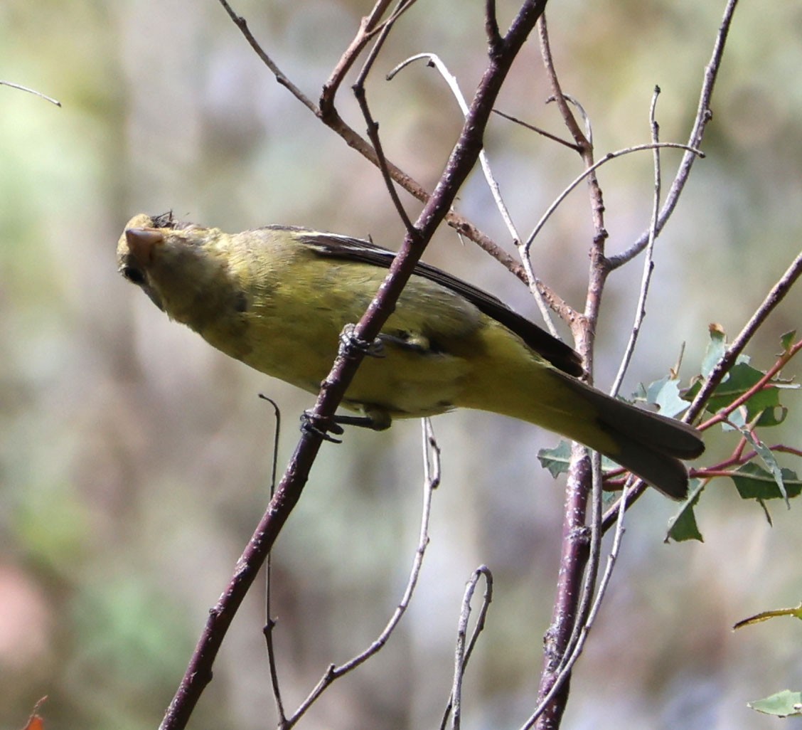 Western Tanager - ML619860055