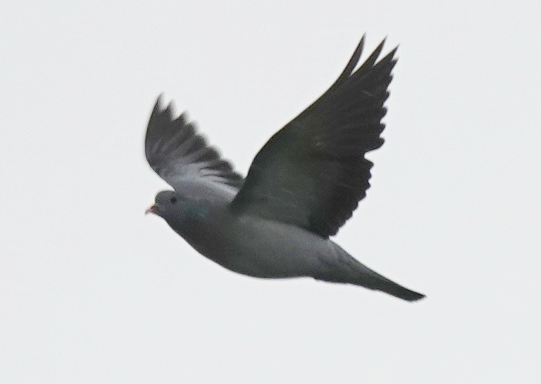 Pigeon colombin - ML619860084