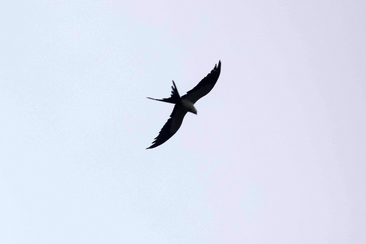 Swallow-tailed Kite - ML619860085