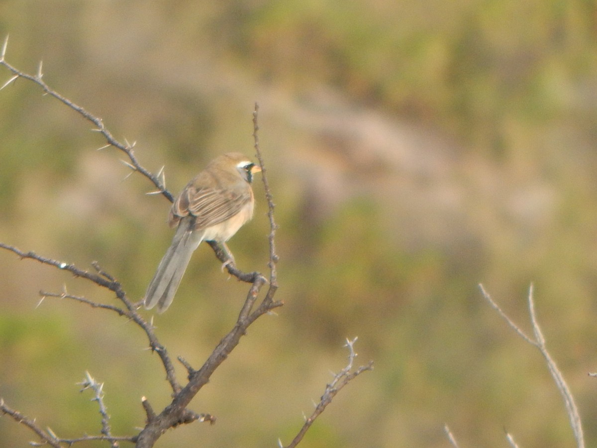 Many-colored Chaco Finch - ML619860086