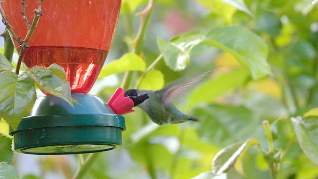 Costa's Hummingbird - ML619860101