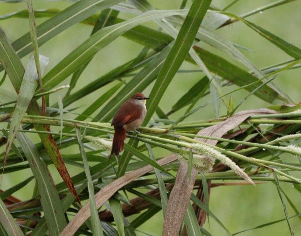 Yellow-chinned Spinetail - ML619860113