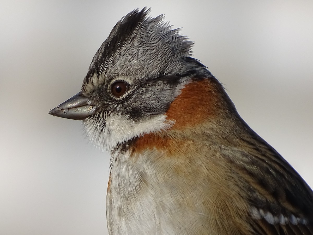 Rufous-collared Sparrow - ML619860116