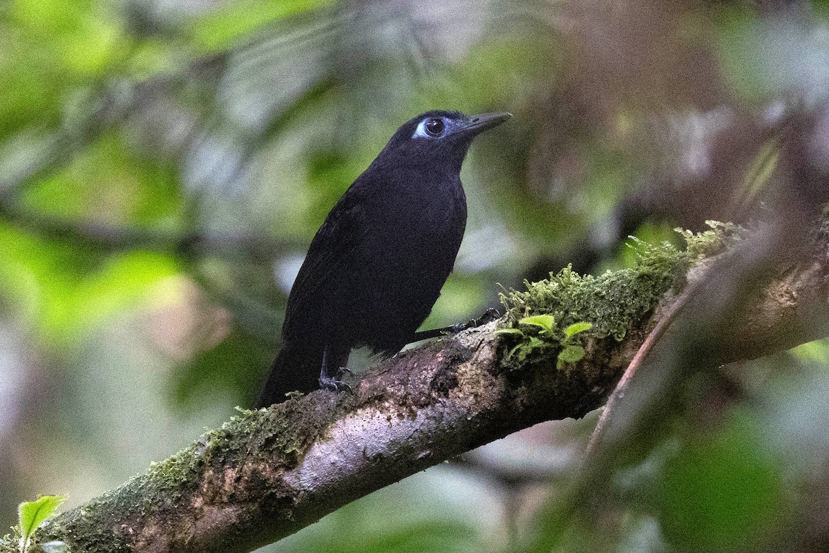 Panamáameisenvogel (berlepschi) - ML619860123