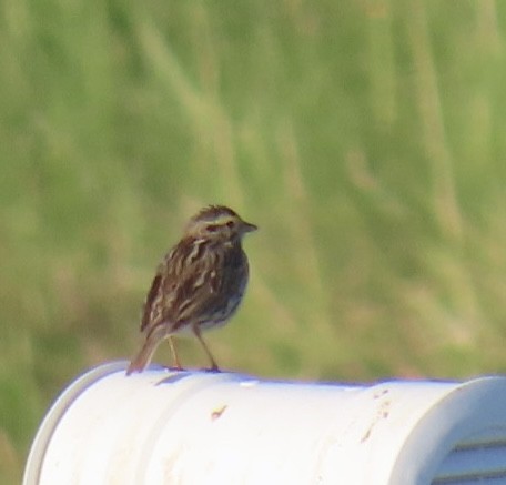 Savannah Sparrow - ML619860131