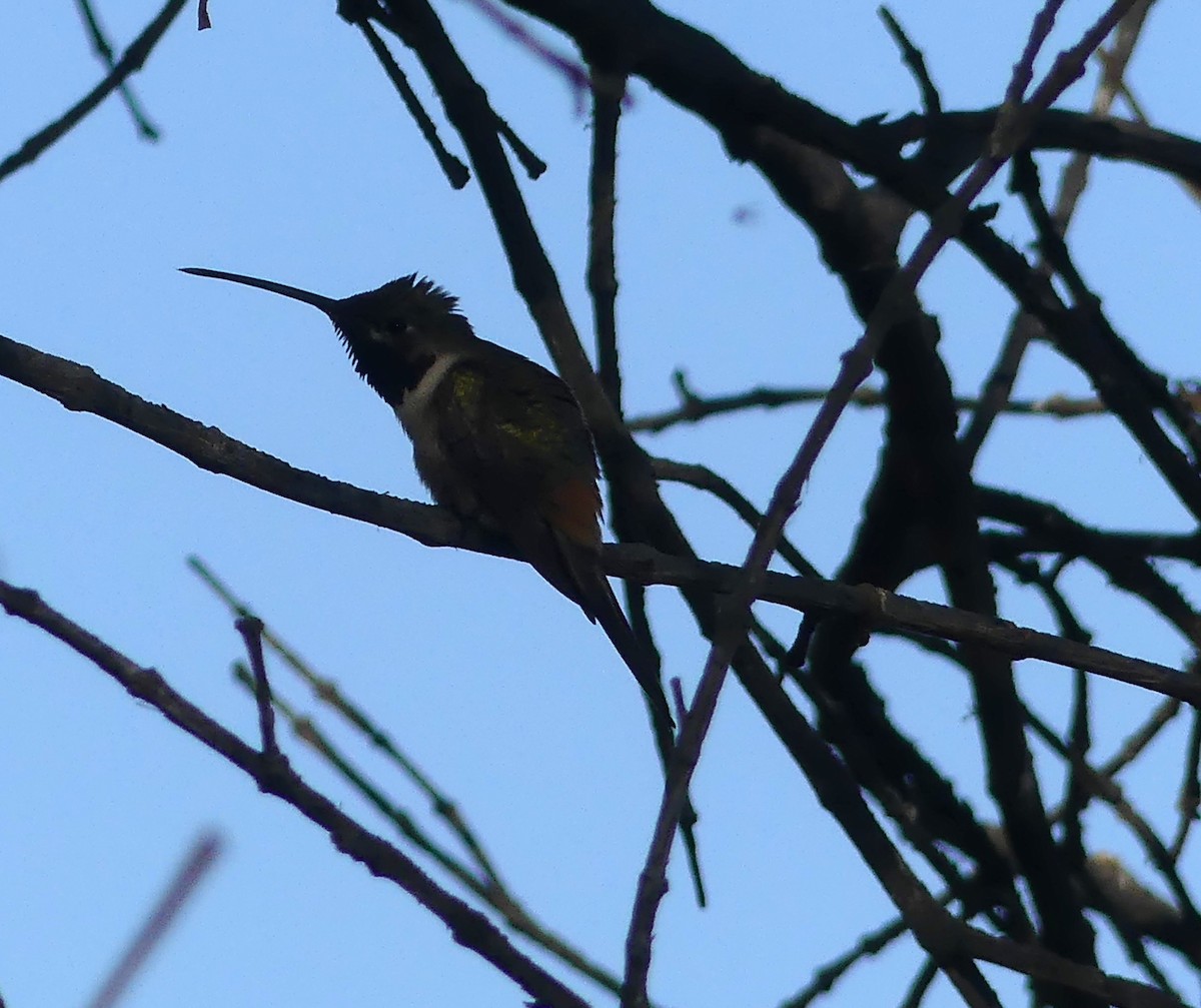 Colibrí del Atacama - ML619860135