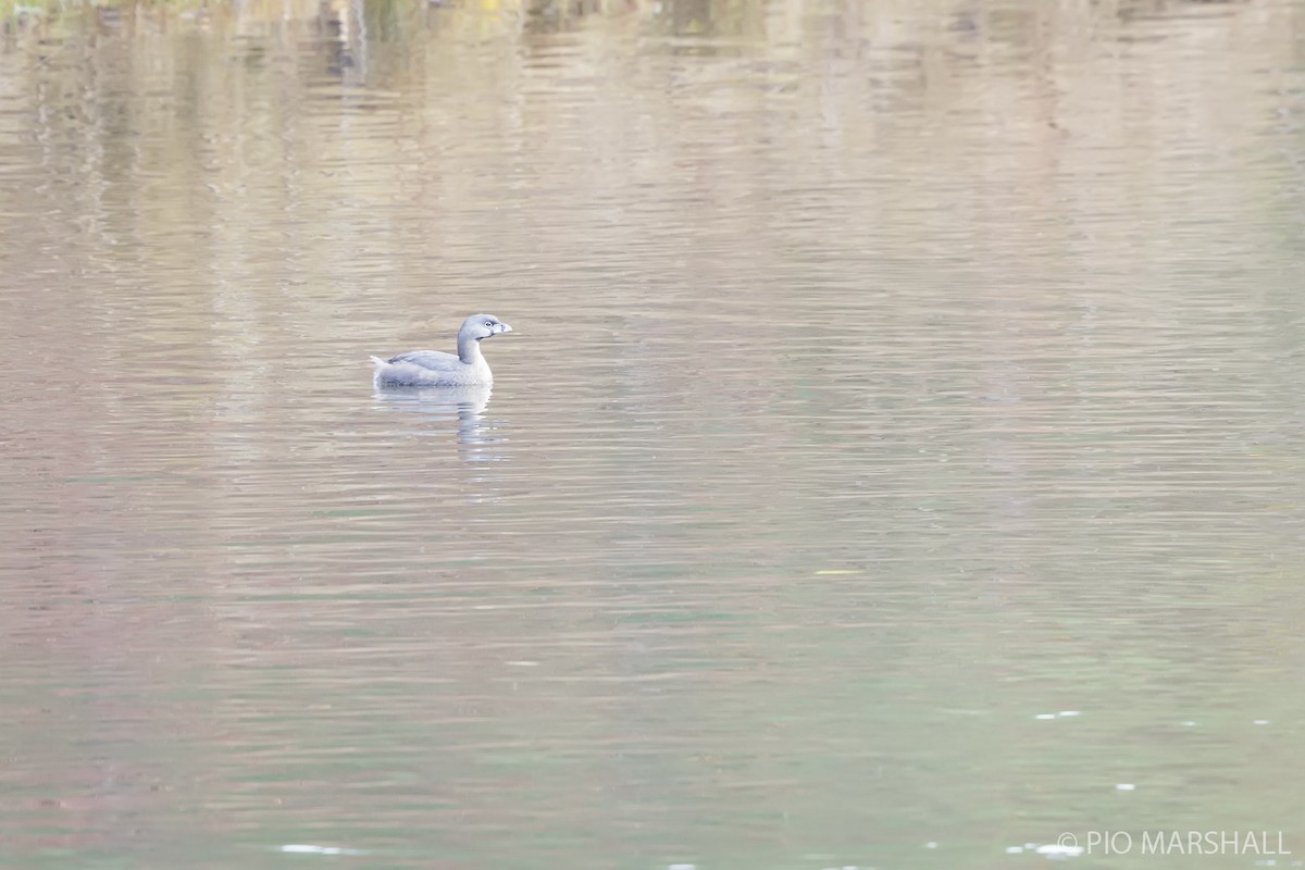 Pied-billed Grebe - ML619860148