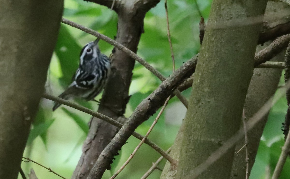 Black-and-white Warbler - ML619860164