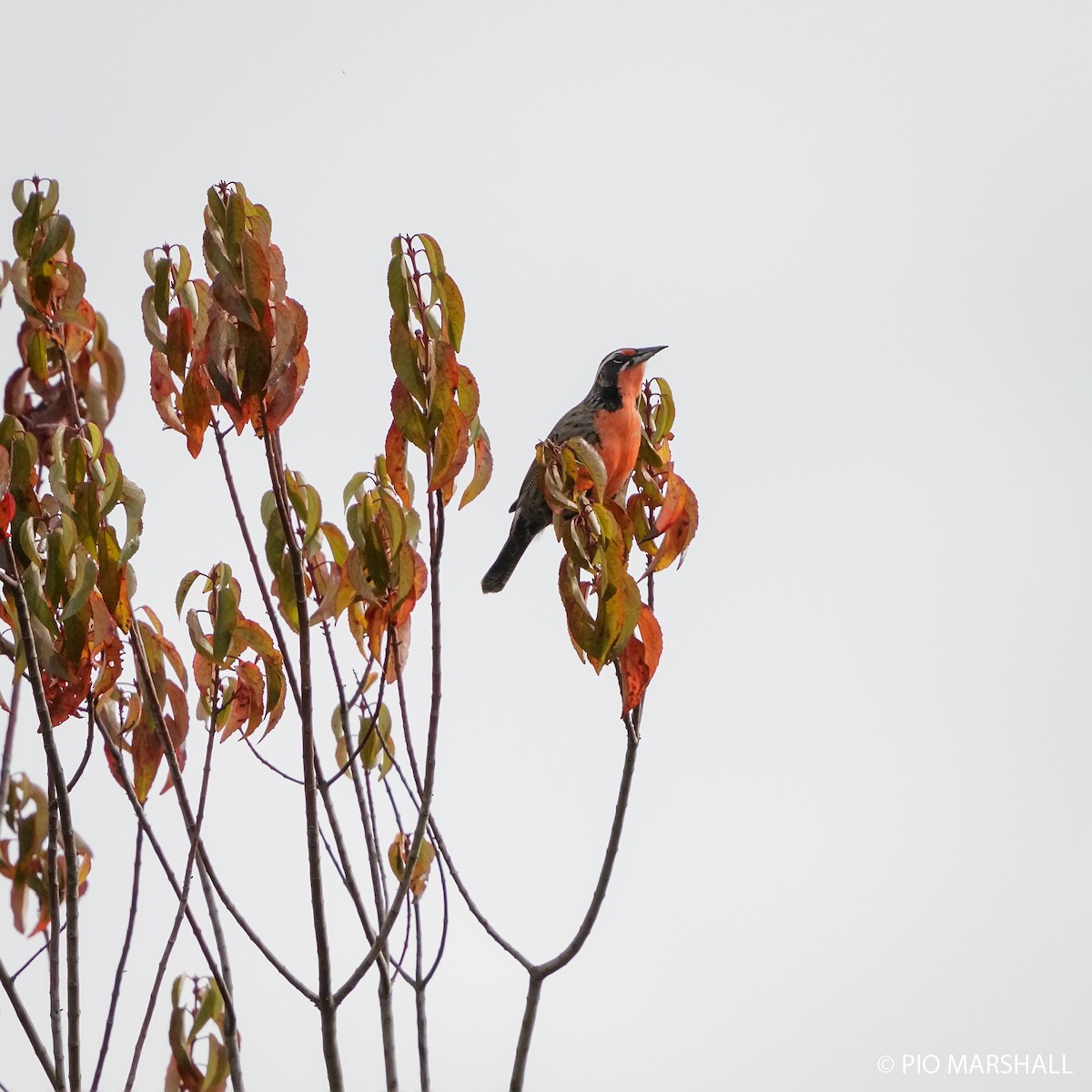 Long-tailed Meadowlark - ML619860166