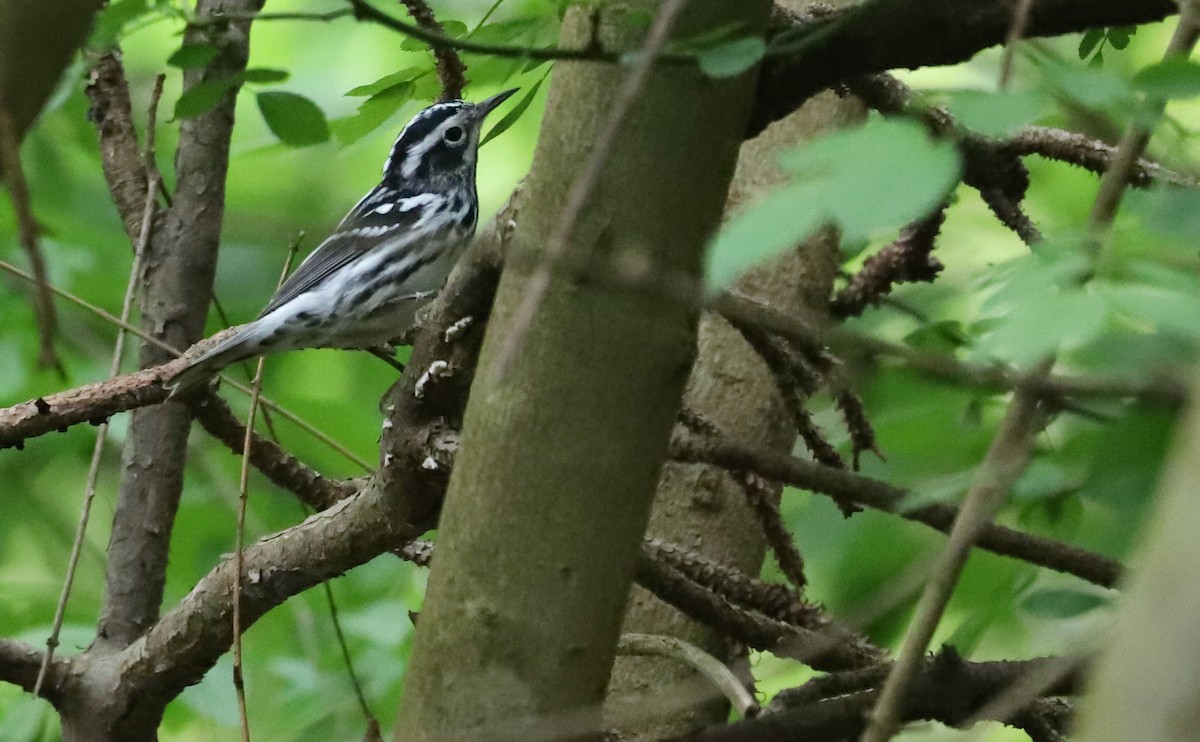 Black-and-white Warbler - ML619860167
