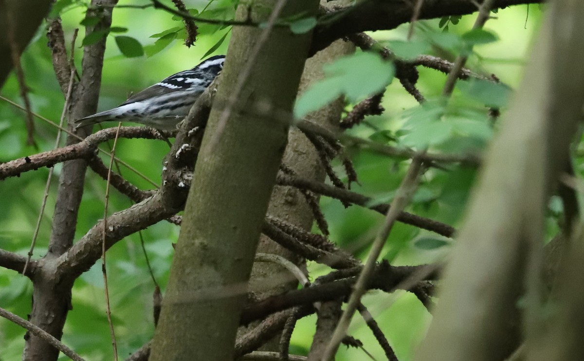 Black-and-white Warbler - ML619860169