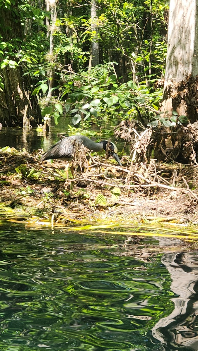 Yellow-crowned Night Heron - ML619860181