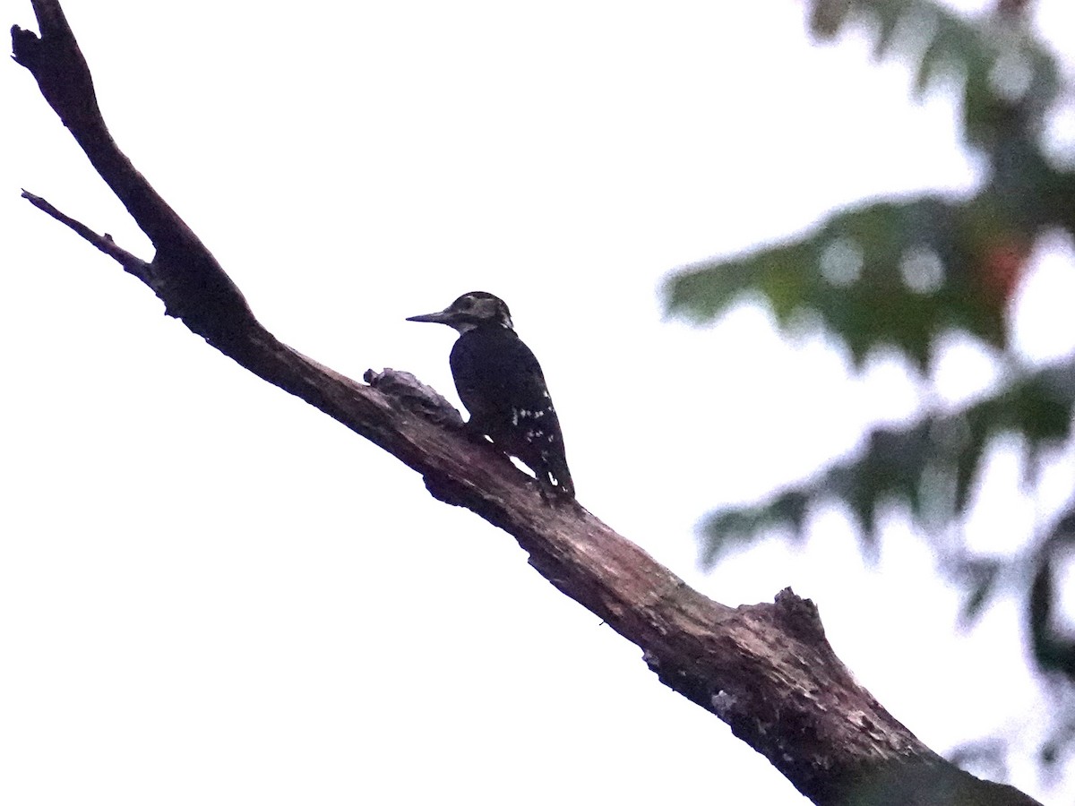 White-backed Woodpecker (Amami) - ML619860214