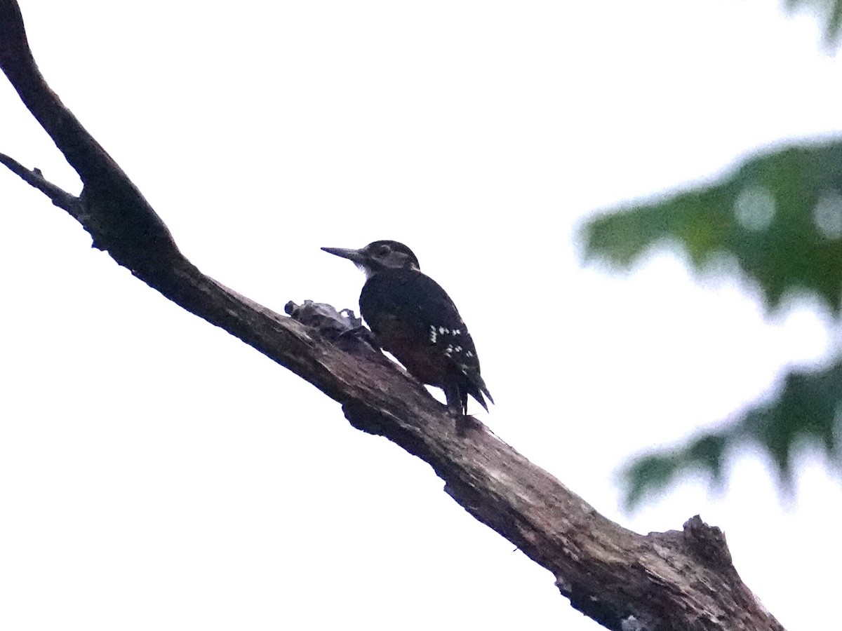 White-backed Woodpecker (Amami) - ML619860215
