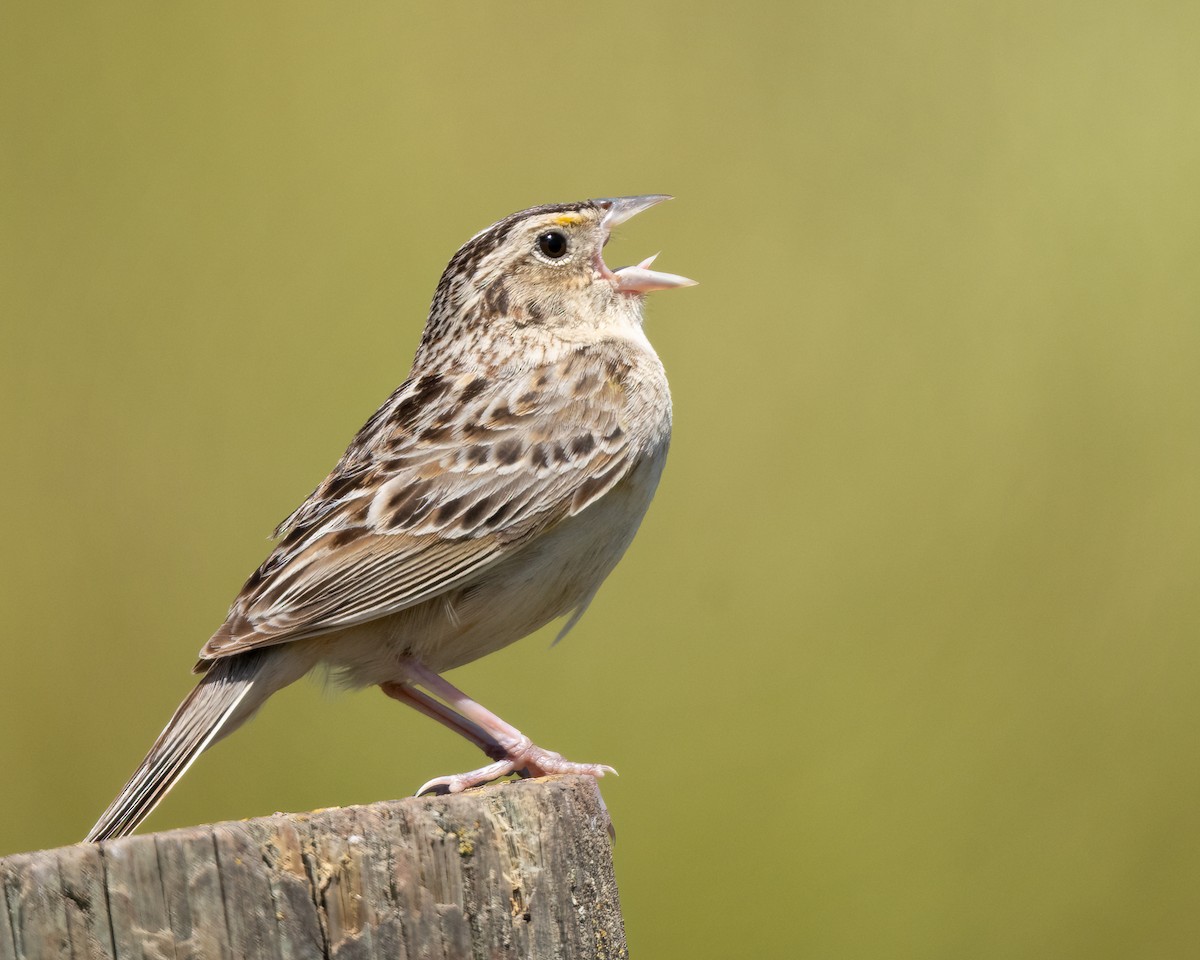 Grasshopper Sparrow - ML619860216