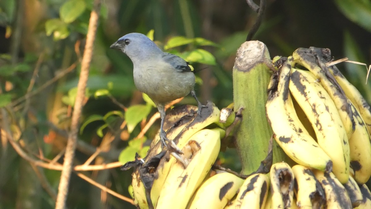 Yellow-winged Tanager - ML619860226