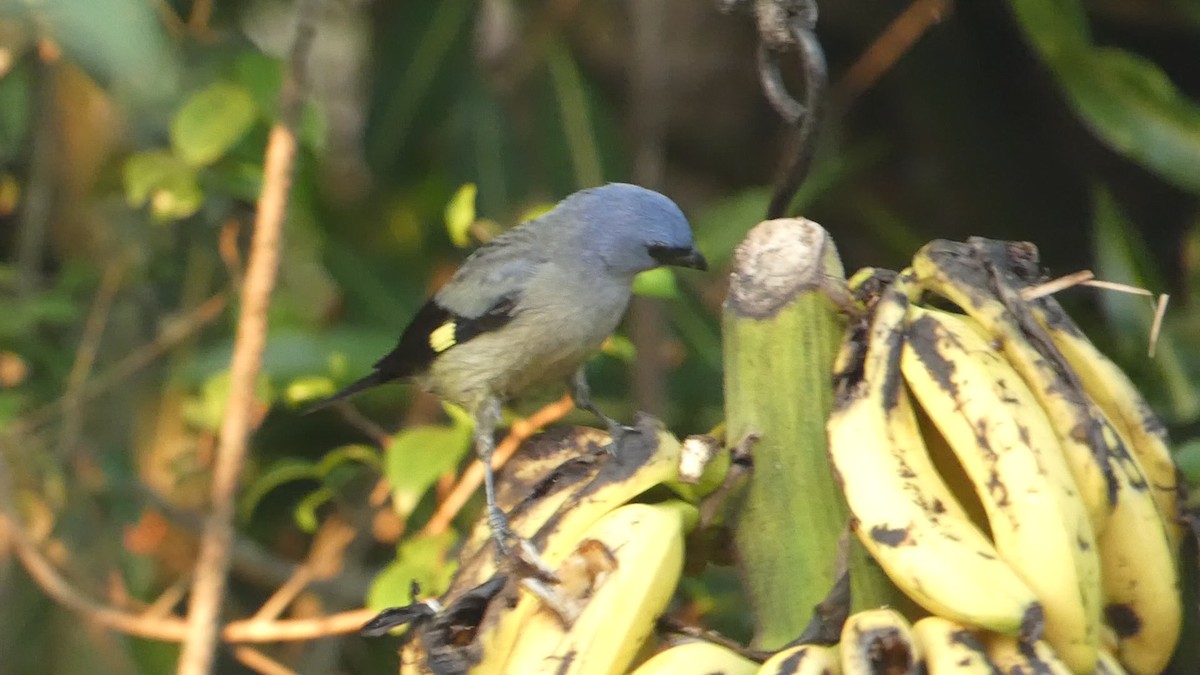 Yellow-winged Tanager - ML619860227
