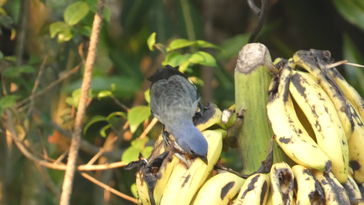 Yellow-winged Tanager - ML619860229