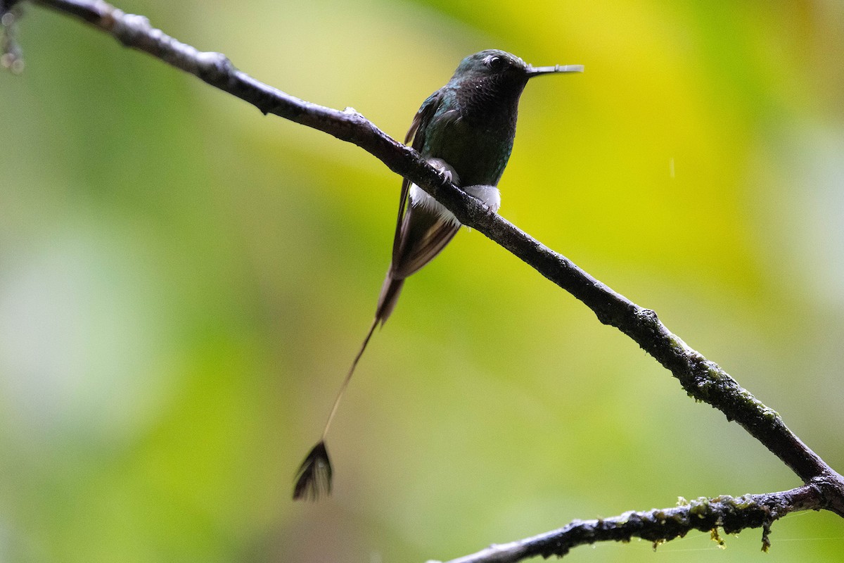 White-booted Racket-tail - ML619860233