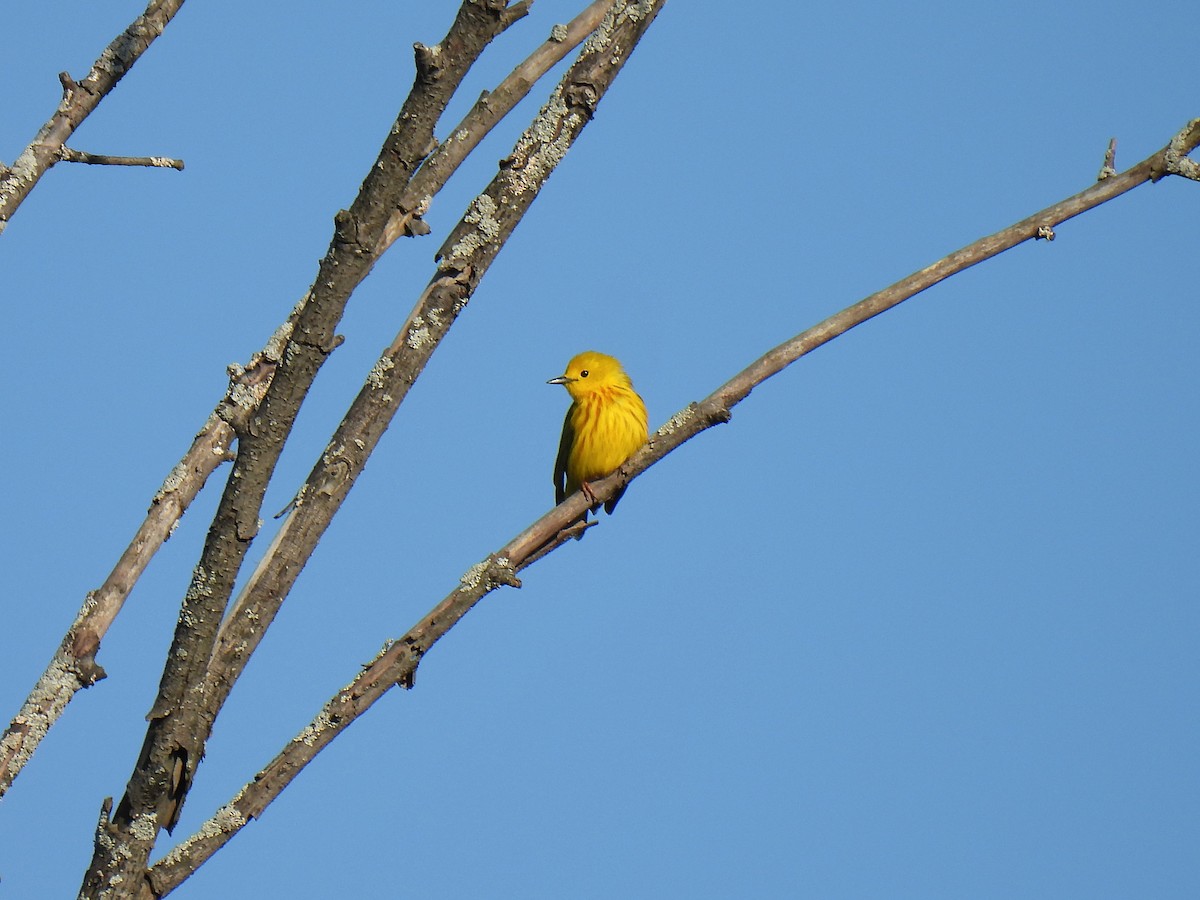 Yellow Warbler - ML619860236