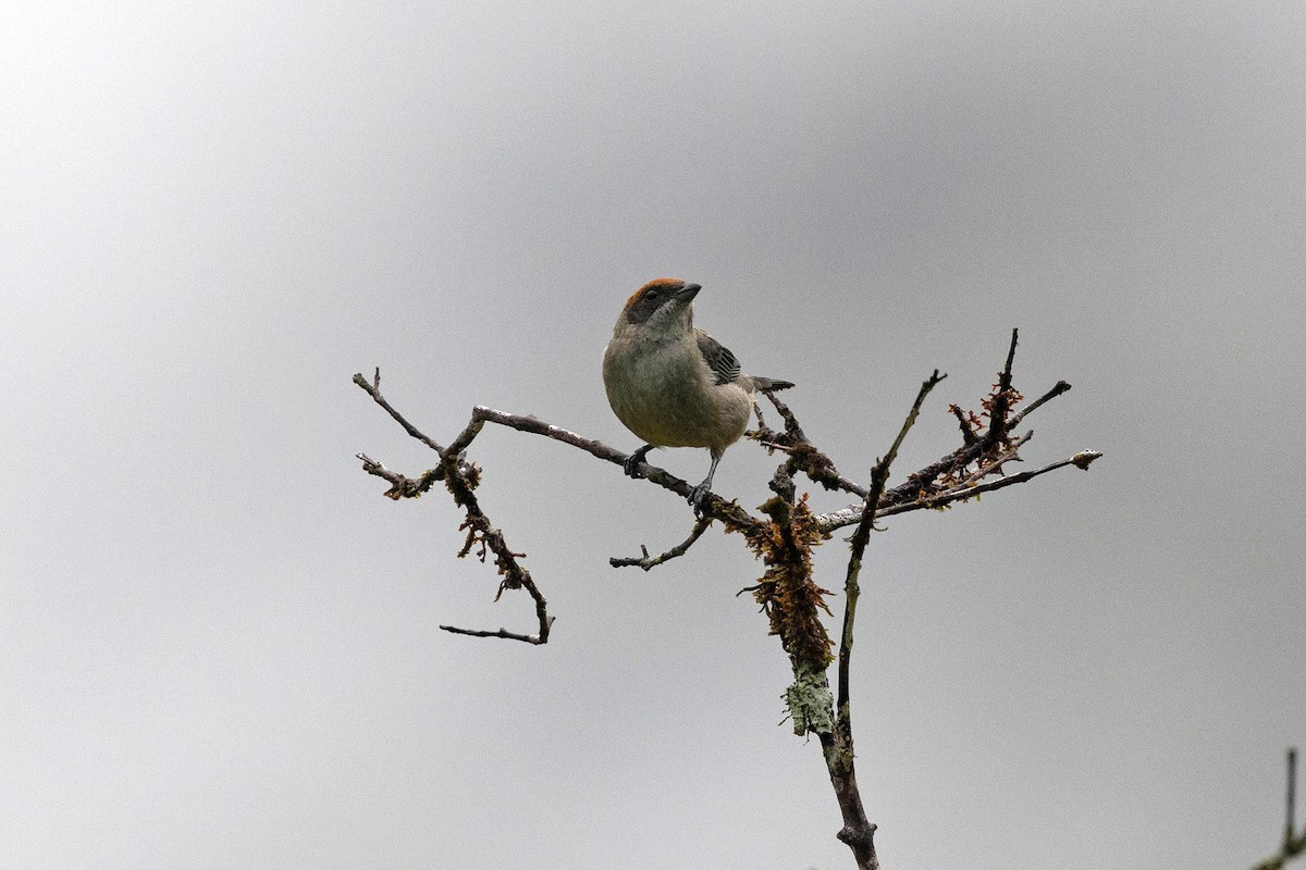 Scrub Tanager - ML619860242