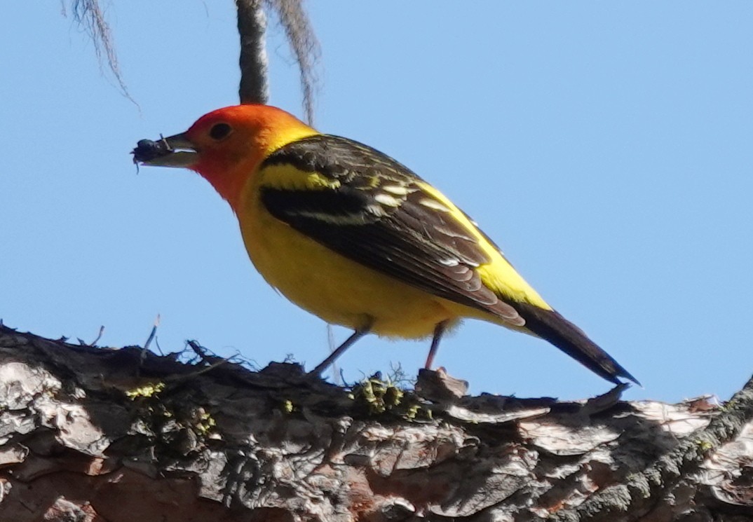 Western Tanager - ML619860245