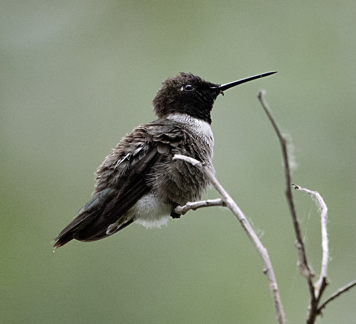 Black-chinned Hummingbird - ML619860281