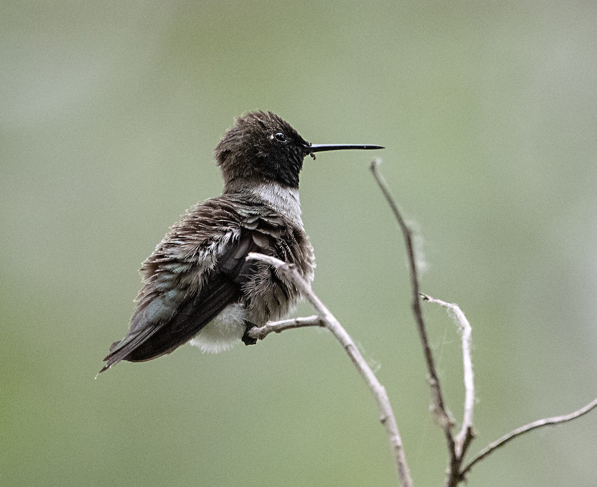 Black-chinned Hummingbird - ML619860282