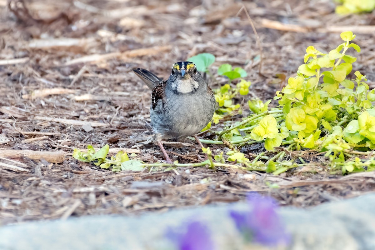 White-throated Sparrow - ML619860299