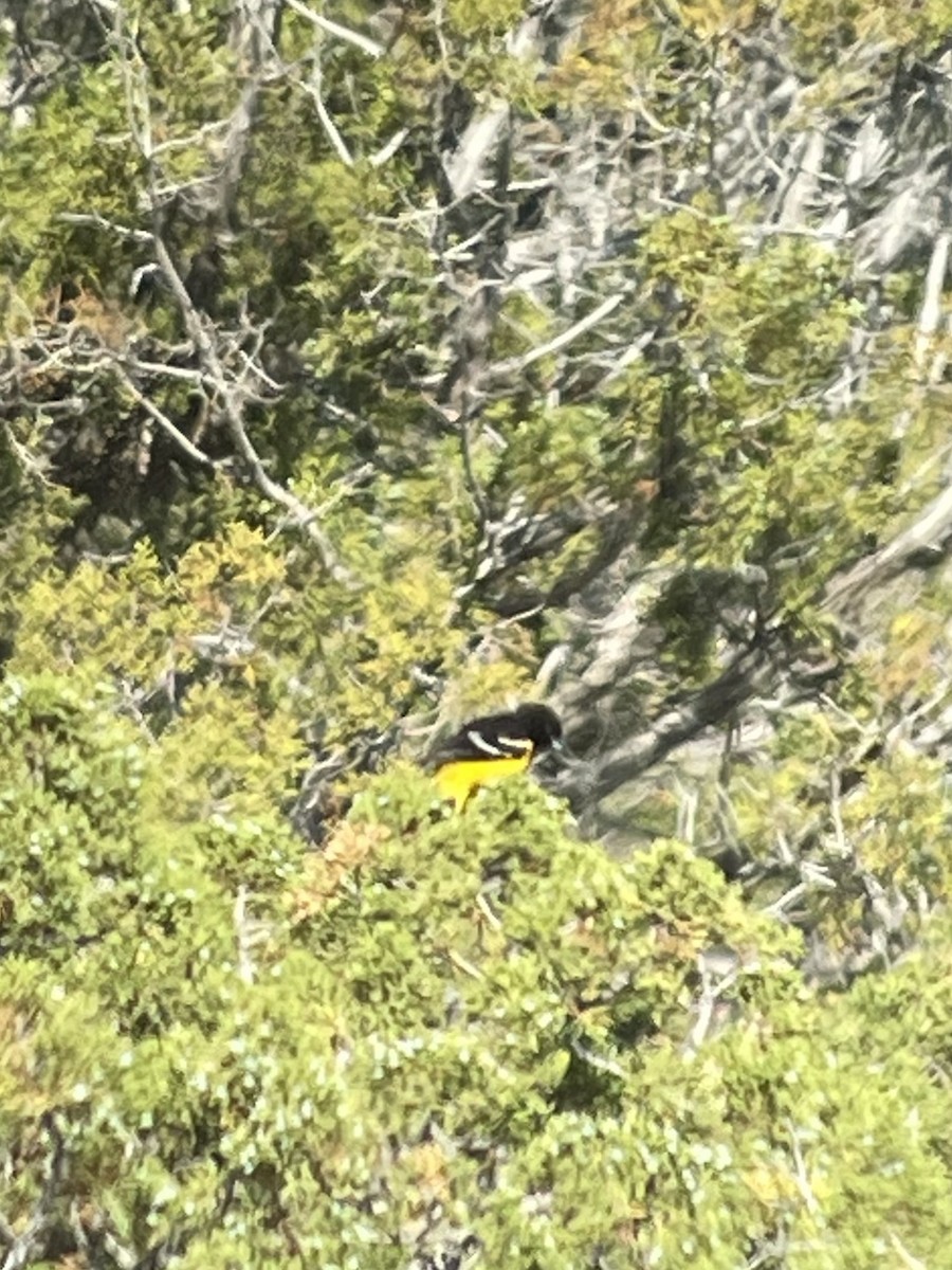 Oriole jaune-verdâtre - ML619860307