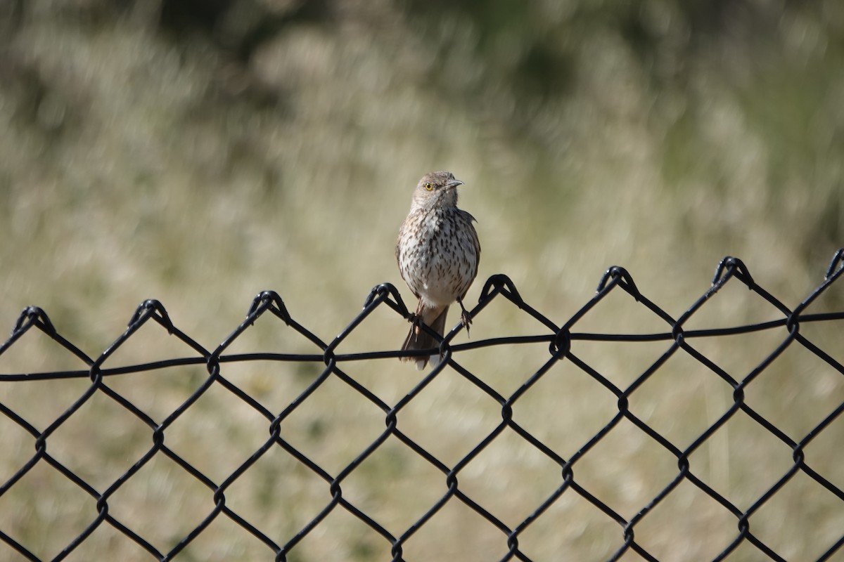 Sage Thrasher - ML619860308