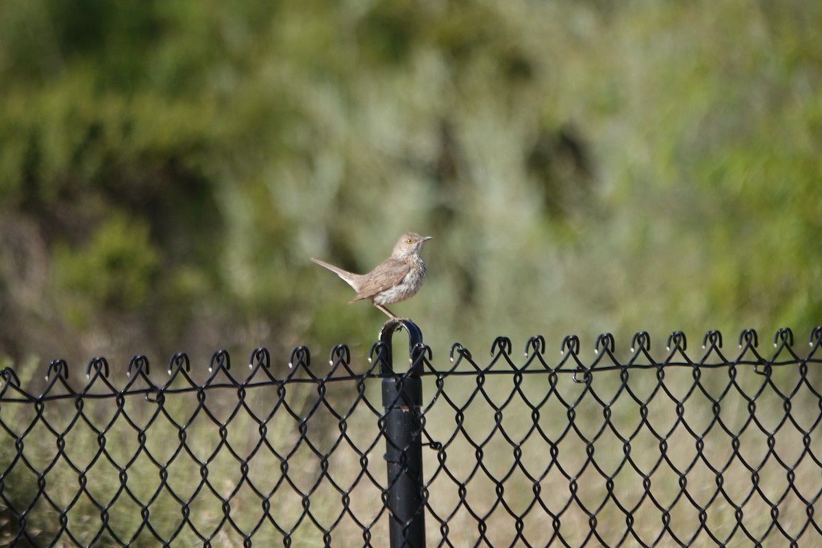 Sage Thrasher - ML619860325