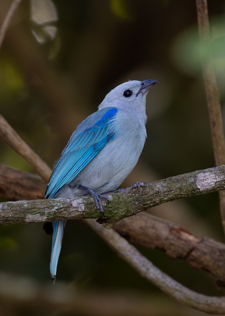 Blue-gray Tanager - ML619860326