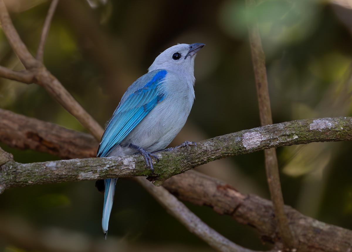 Blue-gray Tanager - ML619860327