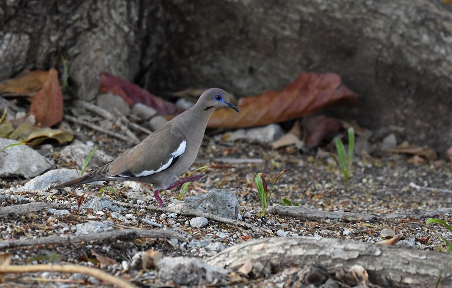 White-winged Dove - ML619860339