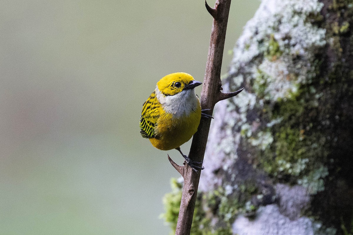Silver-throated Tanager - ML619860351