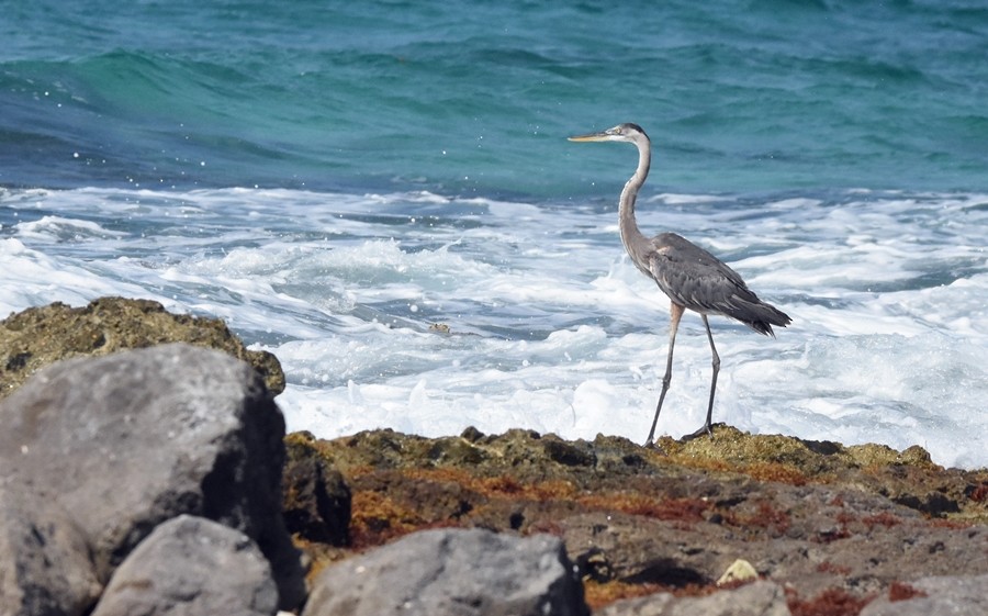 Great Blue Heron - ML619860353