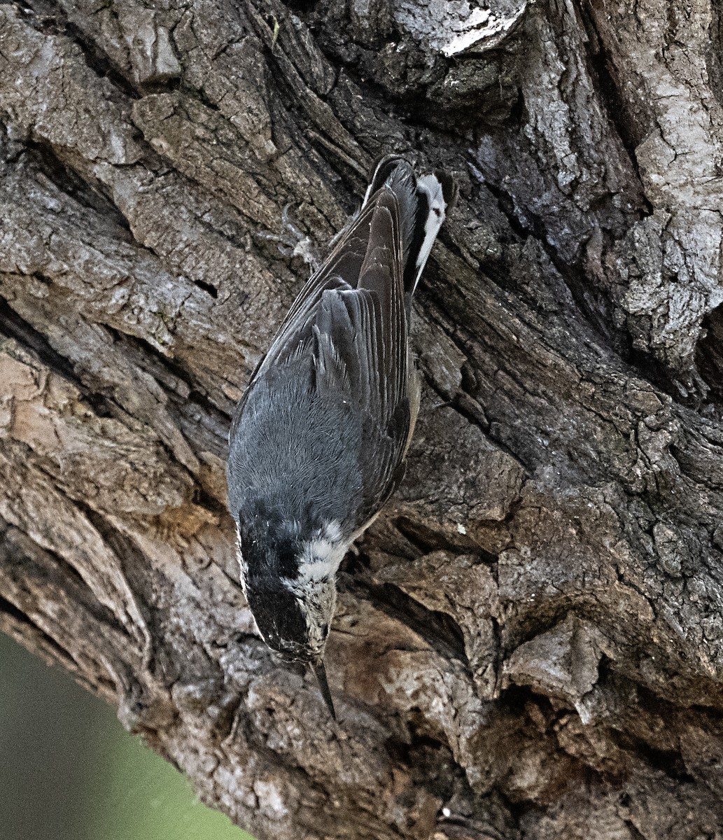White-breasted Nuthatch - ML619860361