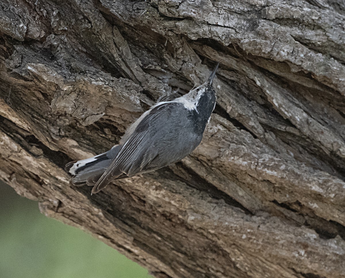 White-breasted Nuthatch - ML619860362