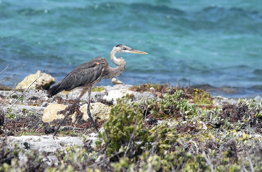 Great Blue Heron - ML619860367