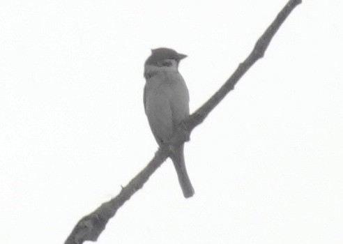 Eurasian Tree Sparrow - ML619860370