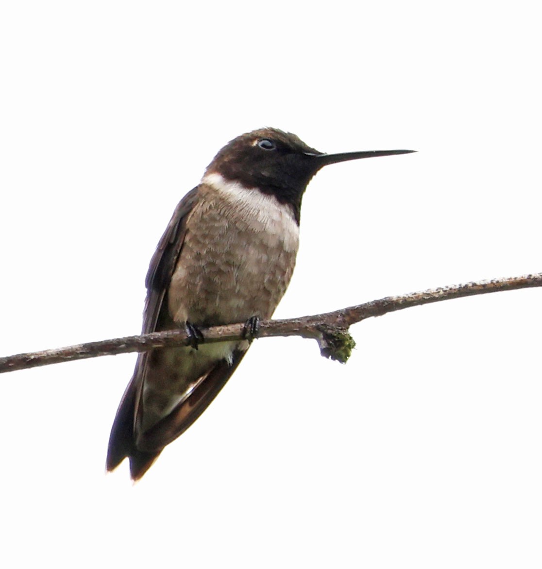 Black-chinned Hummingbird - ML619860374