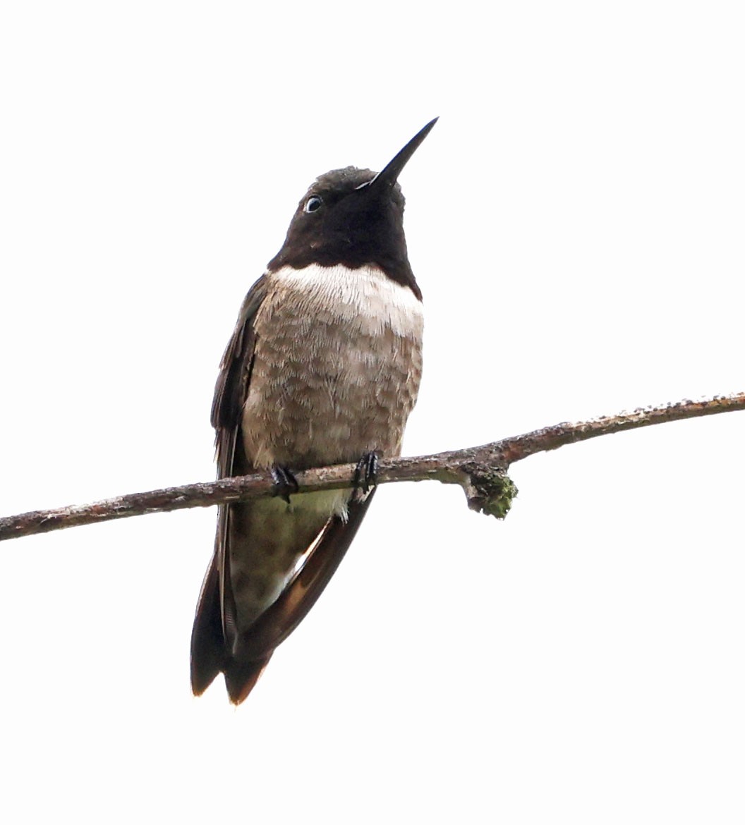 Black-chinned Hummingbird - ML619860375