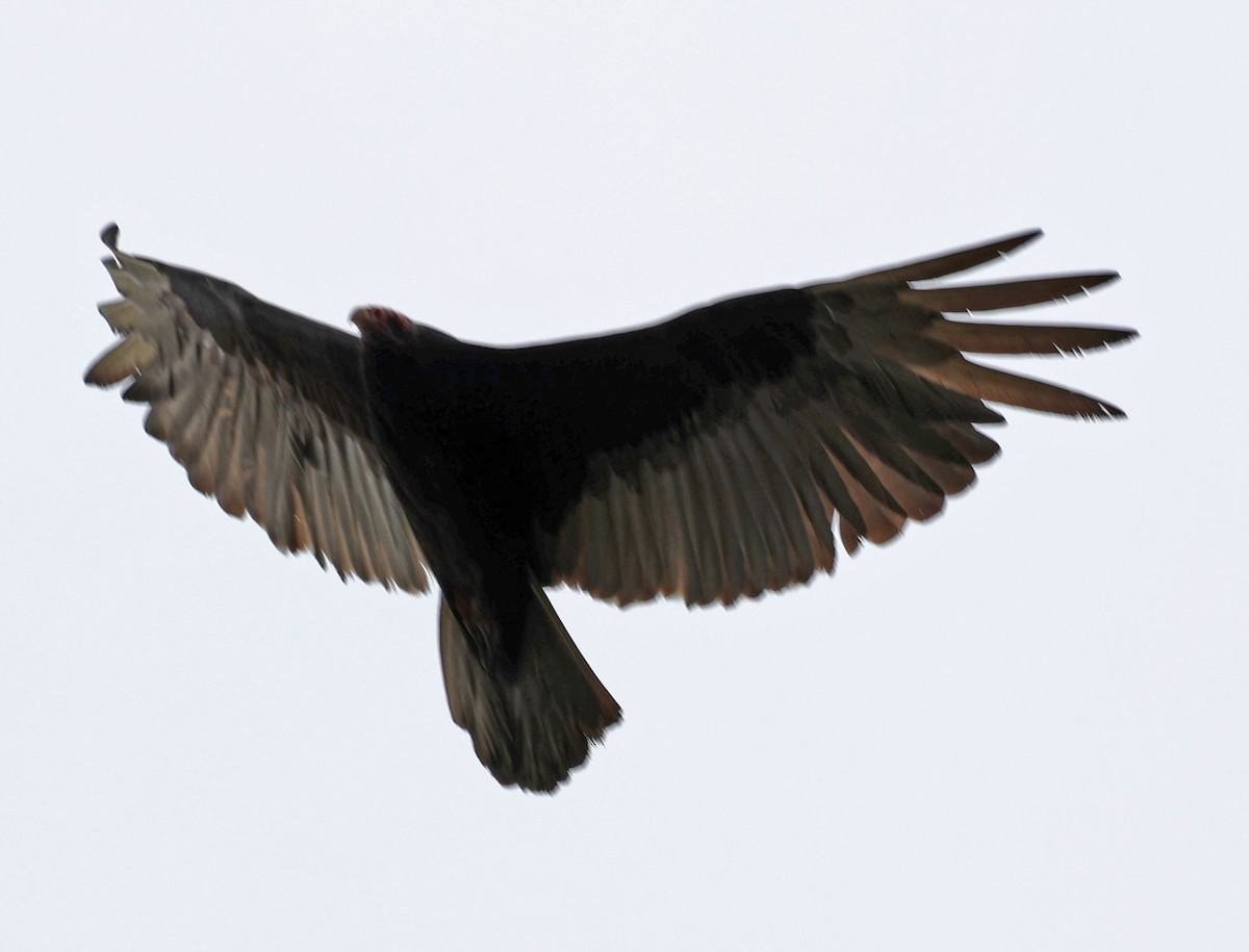 Turkey Vulture - ML619860386