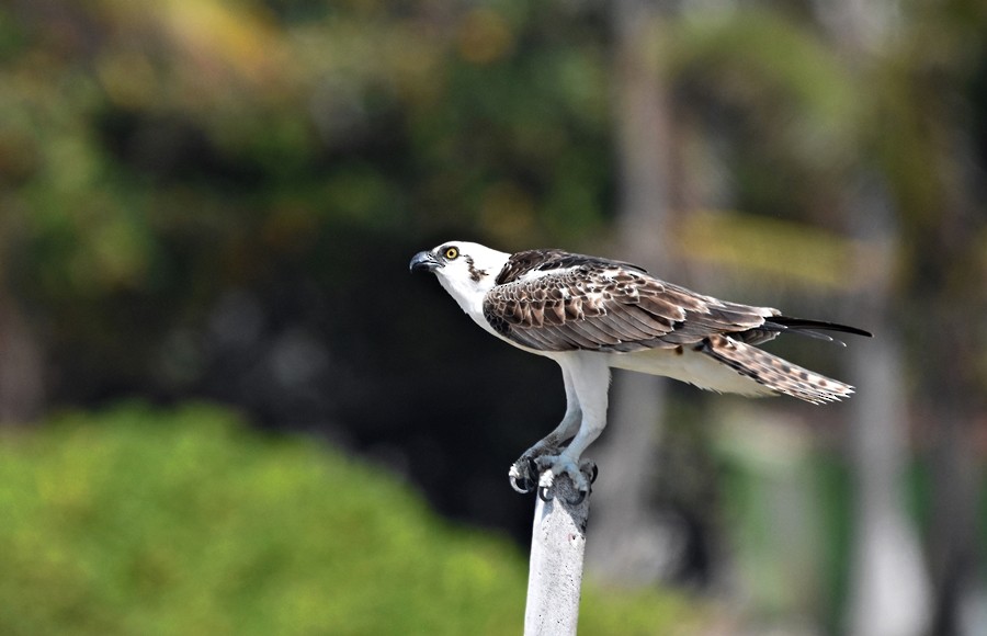 Águila Pescadora - ML619860400